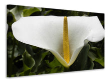 Laden Sie das Bild in den Galerie-Viewer, Leinwandbild Makro Calla in weiss