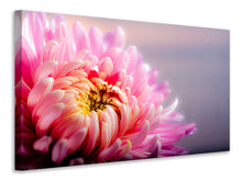 Laden Sie das Bild in den Galerie-Viewer, Leinwandbild Makro Chrysantheme