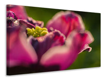 Laden Sie das Bild in den Galerie-Viewer, Leinwandbild Makro Tulpe in rot