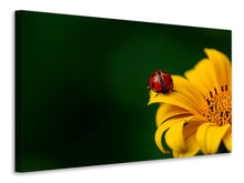 Laden Sie das Bild in den Galerie-Viewer, Leinwandbild Marienkäfer auf der Sonnenblume
