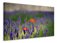 Laden Sie das Bild in den Galerie-Viewer, Leinwandbild Mohn im Lavendel
