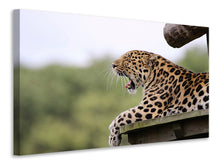 Laden Sie das Bild in den Galerie-Viewer, Leinwandbild Müder Leopard