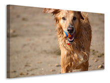 Laden Sie das Bild in den Galerie-Viewer, Leinwandbild Nasser Hund