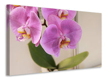 Laden Sie das Bild in den Galerie-Viewer, Leinwandbild Orchideen mit lila Blüten in XL
