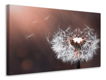 Laden Sie das Bild in den Galerie-Viewer, Leinwandbild Pusteblume im Abendlicht