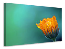 Laden Sie das Bild in den Galerie-Viewer, Leinwandbild Ringelblume im Morgentau