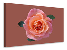 Laden Sie das Bild in den Galerie-Viewer, Leinwandbild Rose in apricot XXL