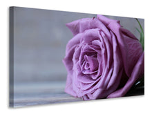 Laden Sie das Bild in den Galerie-Viewer, Leinwandbild Rose in Lila XXL