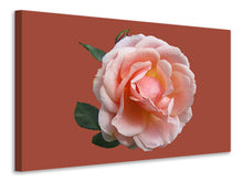 Laden Sie das Bild in den Galerie-Viewer, Leinwandbild Rose in rosa XXL