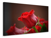 Laden Sie das Bild in den Galerie-Viewer, Leinwandbild Rote Rose in XL