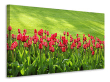 Laden Sie das Bild in den Galerie-Viewer, Leinwandbild Rotes Tulpenfeld im Sonnenlicht