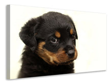 Laden Sie das Bild in den Galerie-Viewer, Leinwandbild Rottweiler Welpe zum Verlieben