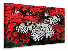 Laden Sie das Bild in den Galerie-Viewer, Leinwandbild Schmetterling in XXL