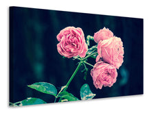 Laden Sie das Bild in den Galerie-Viewer, Leinwandbild Schöne Rosa Rosen