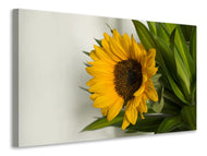 Leinwandbild Schöne Sonnenblume