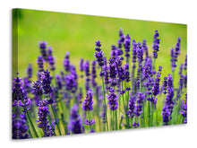 Laden Sie das Bild in den Galerie-Viewer, Leinwandbild Schöner Lavendel
