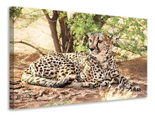 Laden Sie das Bild in den Galerie-Viewer, Leinwandbild Sonnender Gepard