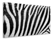 Laden Sie das Bild in den Galerie-Viewer, Leinwandbild Streifen vom Zebra