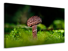 Laden Sie das Bild in den Galerie-Viewer, Leinwandbild Strobilomyces Strobilaceus