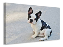 Laden Sie das Bild in den Galerie-Viewer, Leinwandbild Süsse Französische Bulldogge
