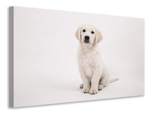 Laden Sie das Bild in den Galerie-Viewer, Leinwandbild Süsse Golden Retriever Welpe