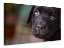 Laden Sie das Bild in den Galerie-Viewer, Leinwandbild Süsse Labrador Welpe