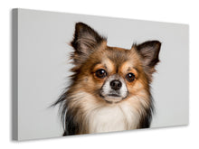 Laden Sie das Bild in den Galerie-Viewer, Leinwandbild Süsser Chihuahua