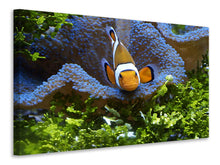 Laden Sie das Bild in den Galerie-Viewer, Leinwandbild Süsser Clownfisch
