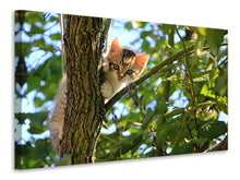 Laden Sie das Bild in den Galerie-Viewer, Leinwandbild Süsses Katzen Kind