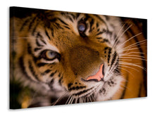 Laden Sie das Bild in den Galerie-Viewer, Leinwandbild Tiger Gesicht