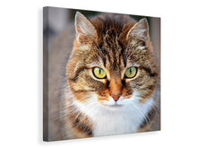 Laden Sie das Bild in den Galerie-Viewer, Leinwandbild Tiger Katze