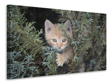 Laden Sie das Bild in den Galerie-Viewer, Leinwandbild Tiger Kitten
