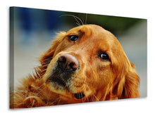 Laden Sie das Bild in den Galerie-Viewer, Leinwandbild Treuer Irish Setter