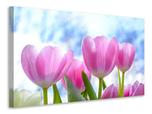 Laden Sie das Bild in den Galerie-Viewer, Leinwandbild Tulpen in der Natur