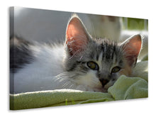 Laden Sie das Bild in den Galerie-Viewer, Leinwandbild Verliebt in Kitten