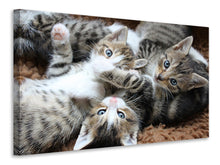 Laden Sie das Bild in den Galerie-Viewer, Leinwandbild Viele Katzenbabys