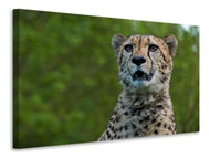 Leinwandbild Wachsamer Gepard