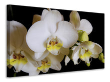 Laden Sie das Bild in den Galerie-Viewer, Leinwandbild Weisse Orchideen in der Blüte