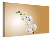 Laden Sie das Bild in den Galerie-Viewer, Leinwandbild Weisse Orchideen XL