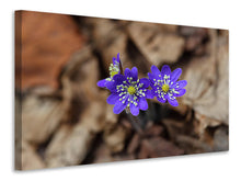 Laden Sie das Bild in den Galerie-Viewer, Leinwandbild Wildblumen