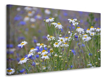 Laden Sie das Bild in den Galerie-Viewer, Leinwandbild Wilde Blumenwiese