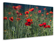 Laden Sie das Bild in den Galerie-Viewer, Leinwandbild Wilder Mohn