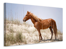 Laden Sie das Bild in den Galerie-Viewer, Leinwandbild Wilder spanischer Mustang