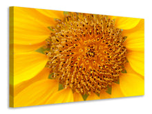 Laden Sie das Bild in den Galerie-Viewer, Leinwandbild Wunderschöne Knospen der Sonnenblume