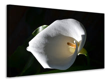 Laden Sie das Bild in den Galerie-Viewer, Leinwandbild Wundervolle Calla 