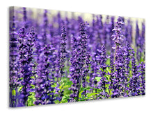Laden Sie das Bild in den Galerie-Viewer, Leinwandbild XL Lavendel