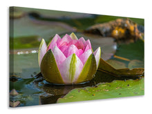 Laden Sie das Bild in den Galerie-Viewer, Leinwandbild XL Seerose in rosa