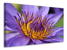 Laden Sie das Bild in den Galerie-Viewer, Leinwandbild XXL Seerose in lila