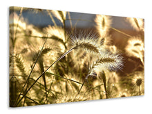 Laden Sie das Bild in den Galerie-Viewer, Leinwandbild Ziergras im Sonnenlicht