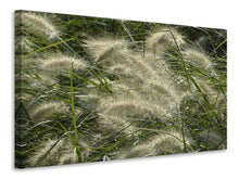 Laden Sie das Bild in den Galerie-Viewer, Leinwandbild Ziergrass im Wind